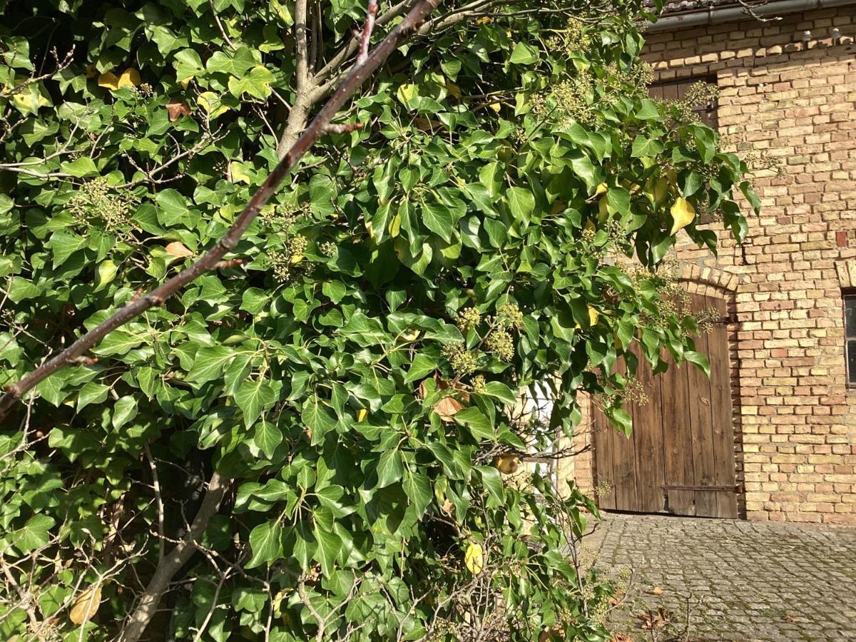 Haus Lies Apartment Rehfelde Bagian luar foto